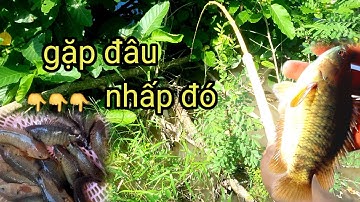 Mùa này cá nhiều gặp đâu nhấp đó. câu nhấp cá rô đồng mùa nước nổi ]