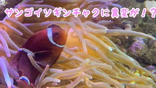 サンゴイソギンチャクの触手が Youtube