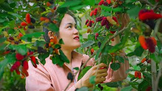 「One Fruit for a Table」This Summer Can’t Be without Mulberry Harvest Goes To Market Sell | Mu Spring