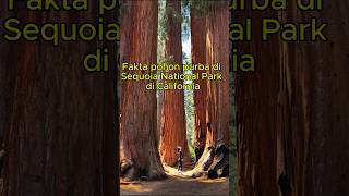 Fakta Gila Tentang Sequoia National Park yang Jarang Diketahui!