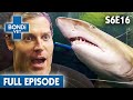 🐐 Dr. Chris Brown Is Worried About Baby Goats Lice | Full Episode | S06E16 | Bondi Vet