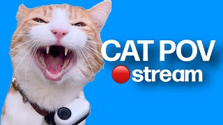 Cat POV / Cat with Camera 🔴 / Ros&#39; Unedited Clips Stream #16