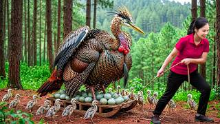 LIVESTREAM – TIMELAPSE – Harvesting 1000+ Wild Giant Mutant Chicken, Duck Eggs | Rescue Chicks