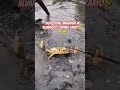please like comment share and subscribe #fishing #fun #farming101 #funny #farm #farmfun #farmlife