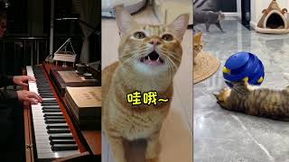 Come and sing with the cat  sing#Cat #yun  #catvideo #curiosity #catsoftiktok #猫咪唱歌 #猫咪 #上热门要流量