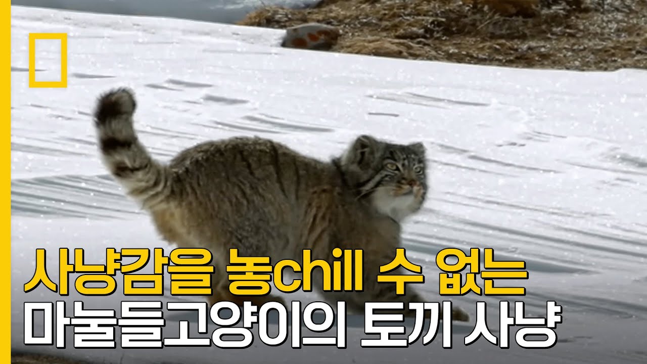 존재 자체가 힐링! 사냥감을 놓chill 수 없는 마눌들고양이의 토끼 사냥 장면