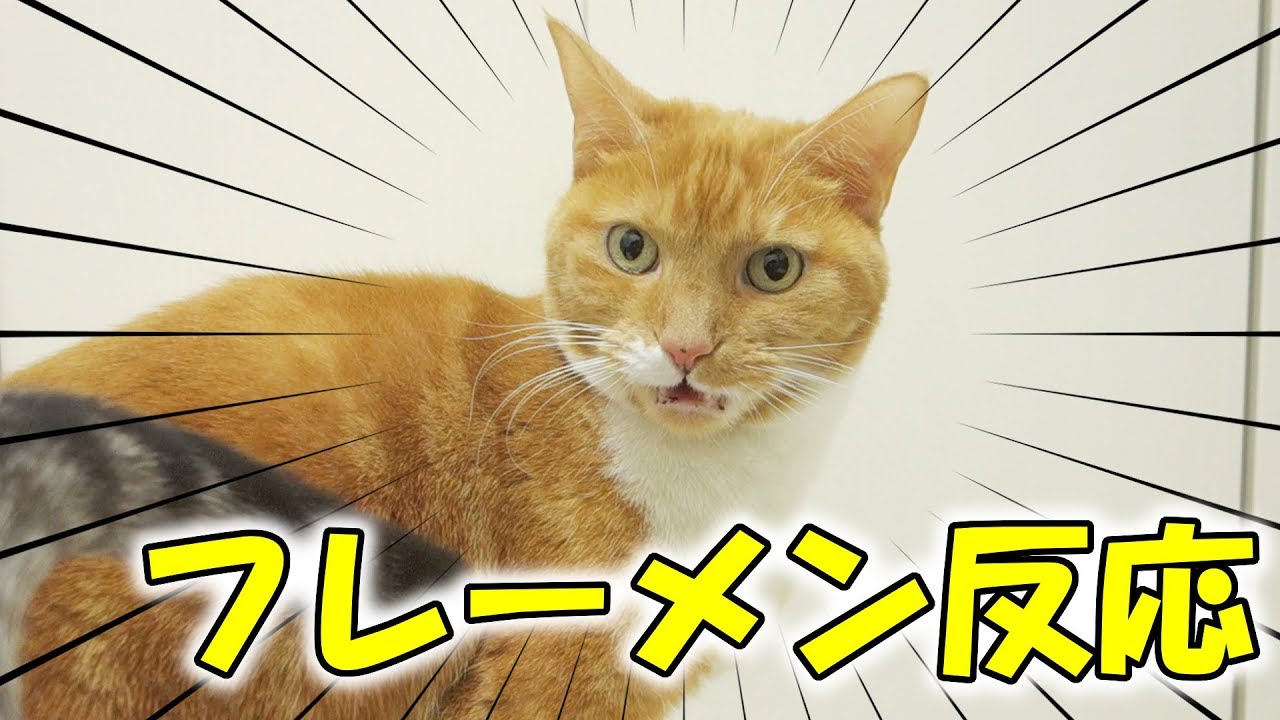 猫がわざわざフレーメン反応の顔をコチラに見せてくれる 猫 おもしろ Youtube