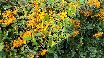 Herfstommetje Nieuw Waldeck Den Haag