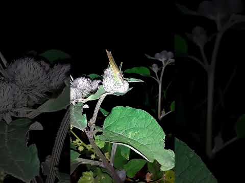 Кузнечик мечник стрекочит, (ночной скрипач). #katydid #кузнечик