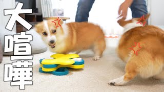 いつも優しい姉犬がついにブチ切れて大喧嘩になってしまいました