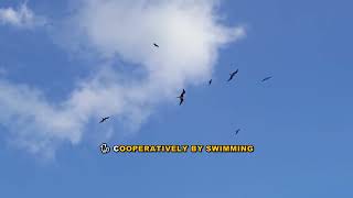 Why Pelicans Gather to Hunt: Cooperative Behavior Explained