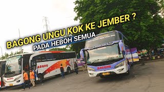 Download Lagu BIKIN HEBOH ❗BAGONG UNGU MASUK JALUR JEMBER MP3
