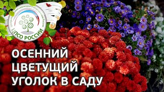 Цветы Поздней Осени Фото