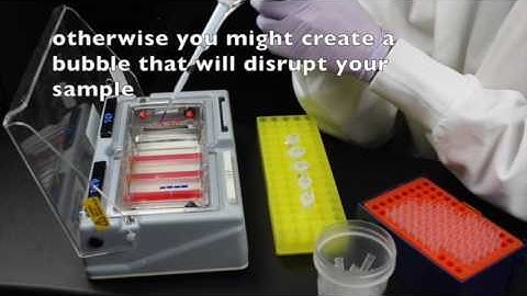 Loading an Agarose Gel | SEP