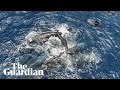 Rare footage shows whales working together to support mother and her newborn
