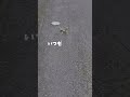 こんなところにおじさん #shorts #爬虫類 #トカゲ #おじさん #なぜ #生物 #capcut