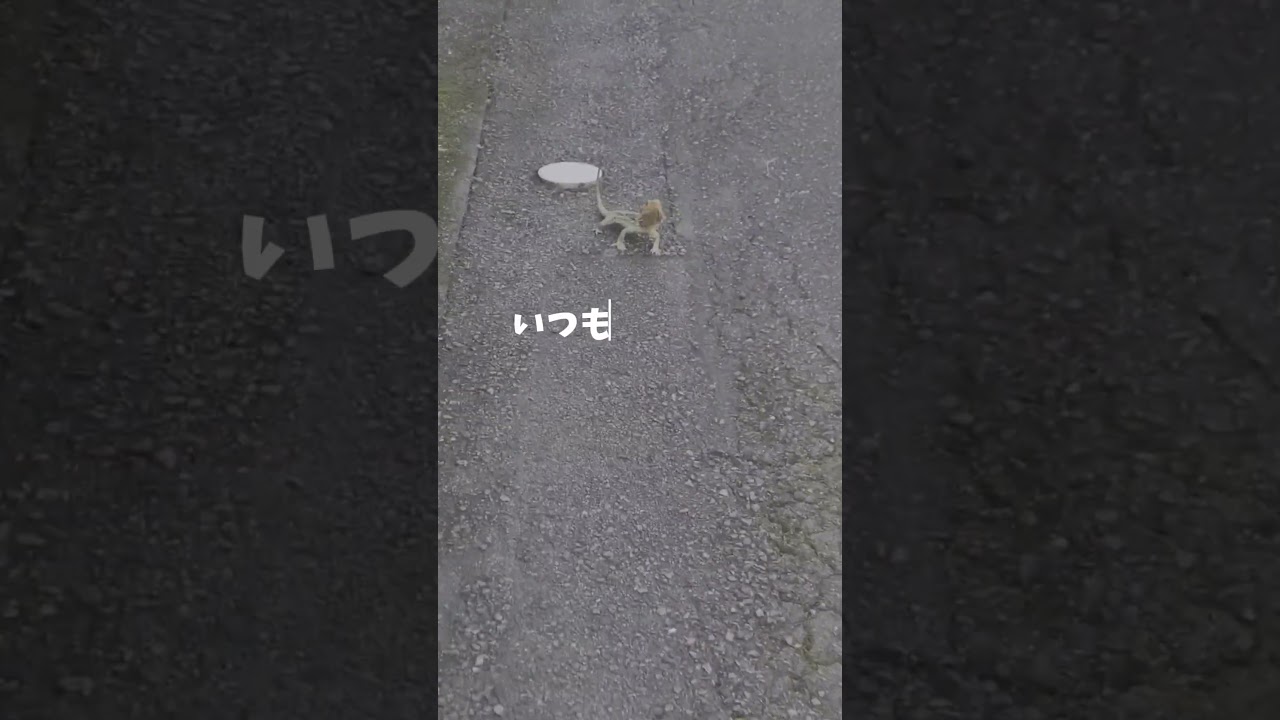こんなところにおじさん #shorts #爬虫類 #トカゲ #おじさん #なぜ #生物 #capcut