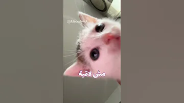 لما أتساب لوحدي في البيت اكسبلور Funny Catvideos Catmeme 