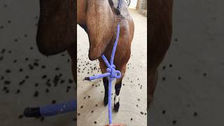 Only a few people know about this brilliant method of tying a goat #hacks #knot #knotting #shorts