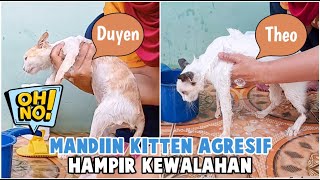 Kitten Oyen & Kitten Siam Super Agresif Saat Dimandiin by Bubu Story The Cat 491 views 1 month ago 5 minutes, 57 seconds