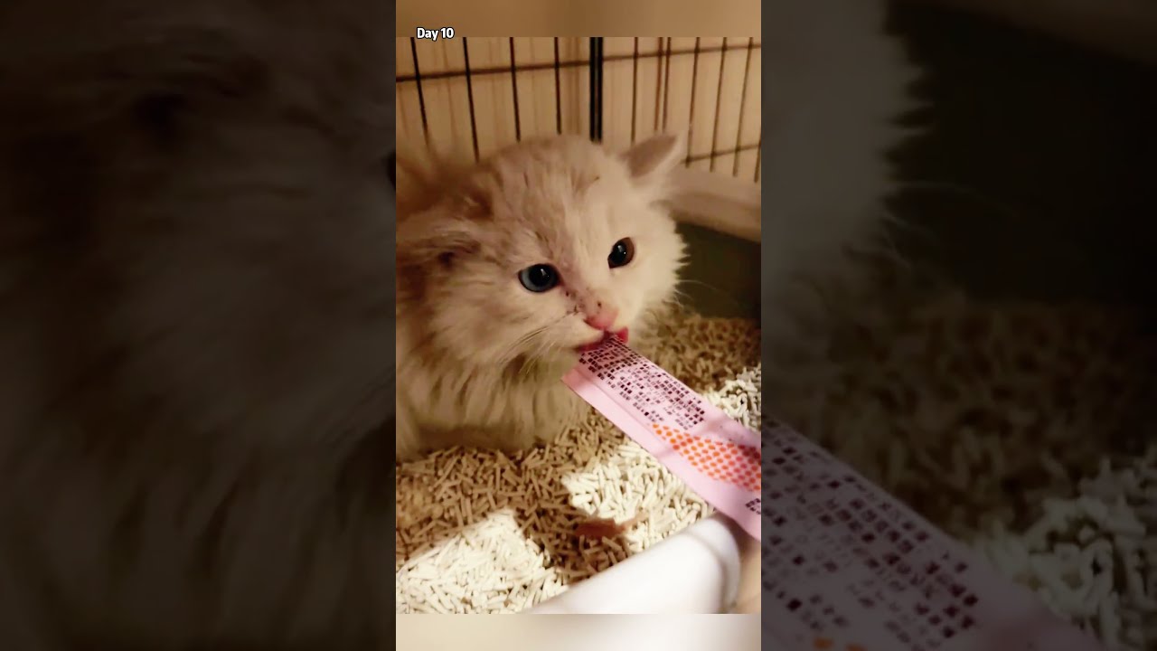 A Timid Stray Cat Found At Hotel Door Girl Uses Time And Patience To Teach Her Trust 