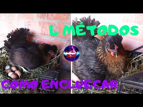 Video: Cómo Manipular Correctamente Un Huevo De Gallina