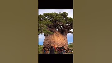 CÂY BAO BÁP KHỔNG LỒ Ở CHÂU PHI #khampha #câybaobáp #câykhổnglồ #short #giaitrivui