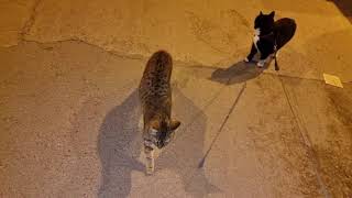 Walk at night with Misho/cat on leash