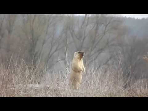 Video: Državni park Palouse Falls: Popoln vodnik