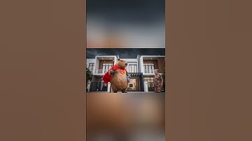 Capy giả làm super mem và cái kết #capybara #ongbavaboss #funny