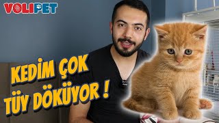 KEDİ TÜY DÖKÜLMESİ NASIL ENGELLENİR? (Kedim Tüy Döküyor)