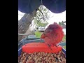 #birds #birdwatcher