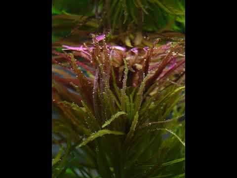 Vídeo: O que são plantas de ervas de figwort - Aprenda sobre os usos de plantas de figwort no jardim