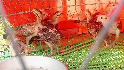 Heloae,,7em,pakistan,mí, swearer,, (làm giong aeoi,,