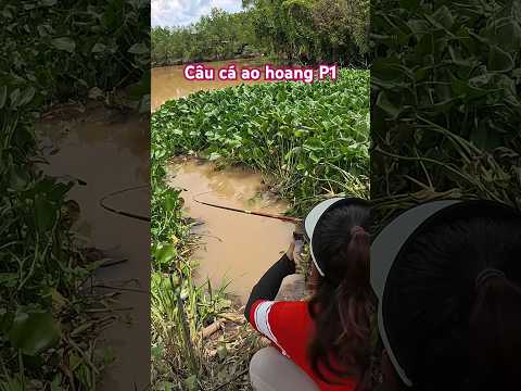 Câu cá ao hoang lâu năm P1 #vyhanfishing #fishing #cauca