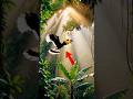 जंगल का उड़ता हुआ राजा! 🦜 | Great Indian Hornbill Amazing Facts in Hindi #natureshorts