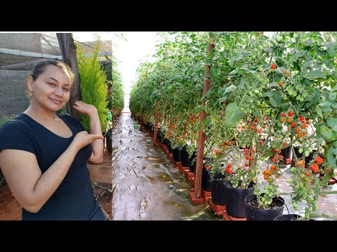 Vídeo: Zona 9 Plantas de tomate: dicas para cultivar tomates na zona 9