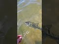 blackbass con crankbait.