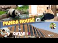 PANDA House in Qatar | Meet Suhail and Thuraya | Abi’s Yummy kitchen & Vlogs