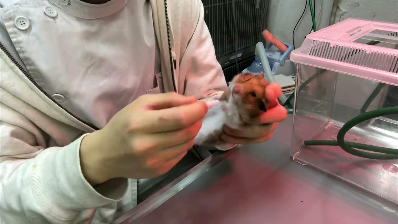 ①肺水腫、うっ血性心不全、子宮腫瘍、子宮蓄膿症、2歳2ヵ月齢、ゴールデンハムスターの診察、体重175g、25g低下、治療、点眼、投薬、栄養補助、保湿ティーツリーオイル塗布、光線照射療法 ①肺水腫、うっ血性心不全、子宮腫瘍、子宮蓄膿症、2歳2ヵ月齢、ゴールデンハムスターの診察、体重175g、25g低下、治療、点眼、投薬、栄養補助、保湿ティーツリーオイル塗布、光線照射療法
