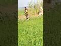 local hunting winter season #shortvideo #birds #shortsfeed #shorts