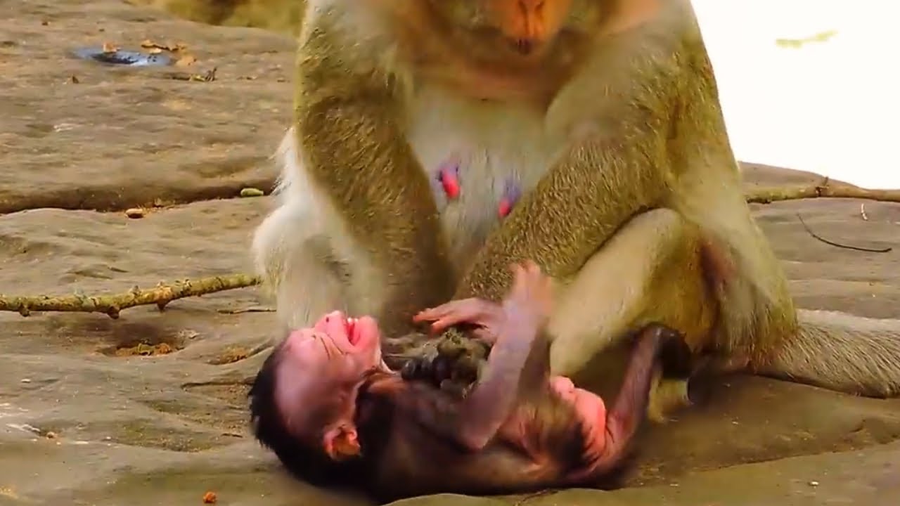 Br0ken Heart Seeing Newborn Baby C-r-y When Old Mom Rejected Milk By Push Baby Out