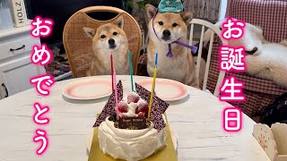 母の誕生日にサプライズを企てたら一緒になって喜んでくれた柴犬が可愛い