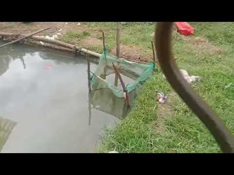 belut babon||alhamdulillah strike 2 ekor