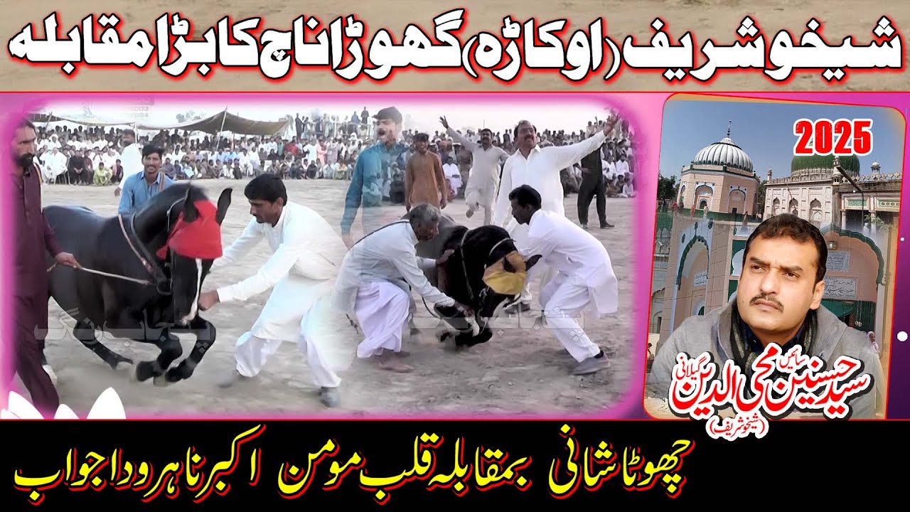 Horse Dance l Chota Shani l Qalb e Moman l 3 April 2025 Sheikhu Sharif Okara l Malik Shahdat Ali