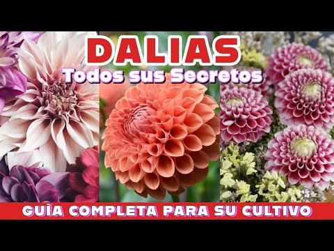 Video: ¿Son difíciles de cultivar las dalias?