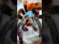 😻 НЕВЕРОЯТНО КРАСИВЫЙ ХИЩНИК! #tarantula #spider #caribenaversicolor #shorts #птицеед #паук