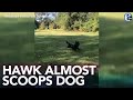 Too close for comfort hawk almost scoops small dog