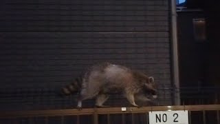 5 7 24 Wild raccoon-dogs living even in the center of Tokyo