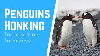 Penguins Interrupt The Interview - Making Funny Noises